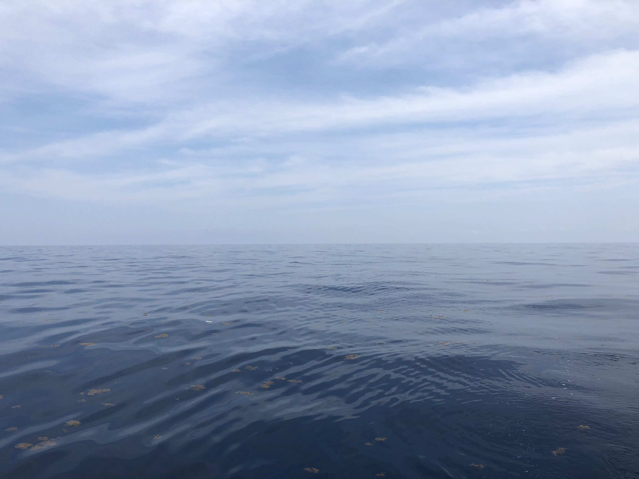 Timing Your Deep Sea Trip for Maximum Action